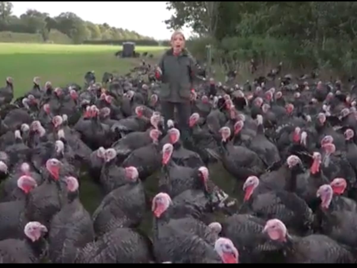 VIDEO: Divertida reacción de pavos al picar la cola de una periodista