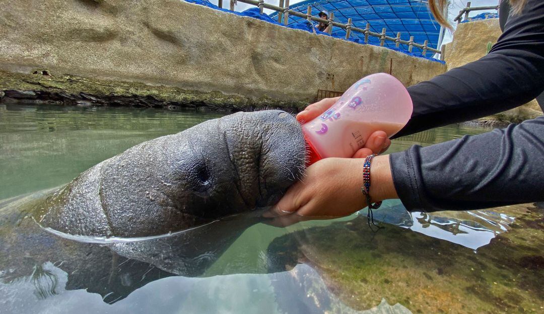 Tasajerito: Un manatí huérfano en las ciénagas de Colombia