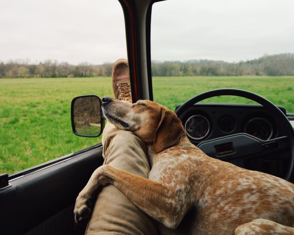 Theron Humphrey es un fotógrafo. Amo y autor de las fotografías que muestran la vida de su perrita Maddie.   