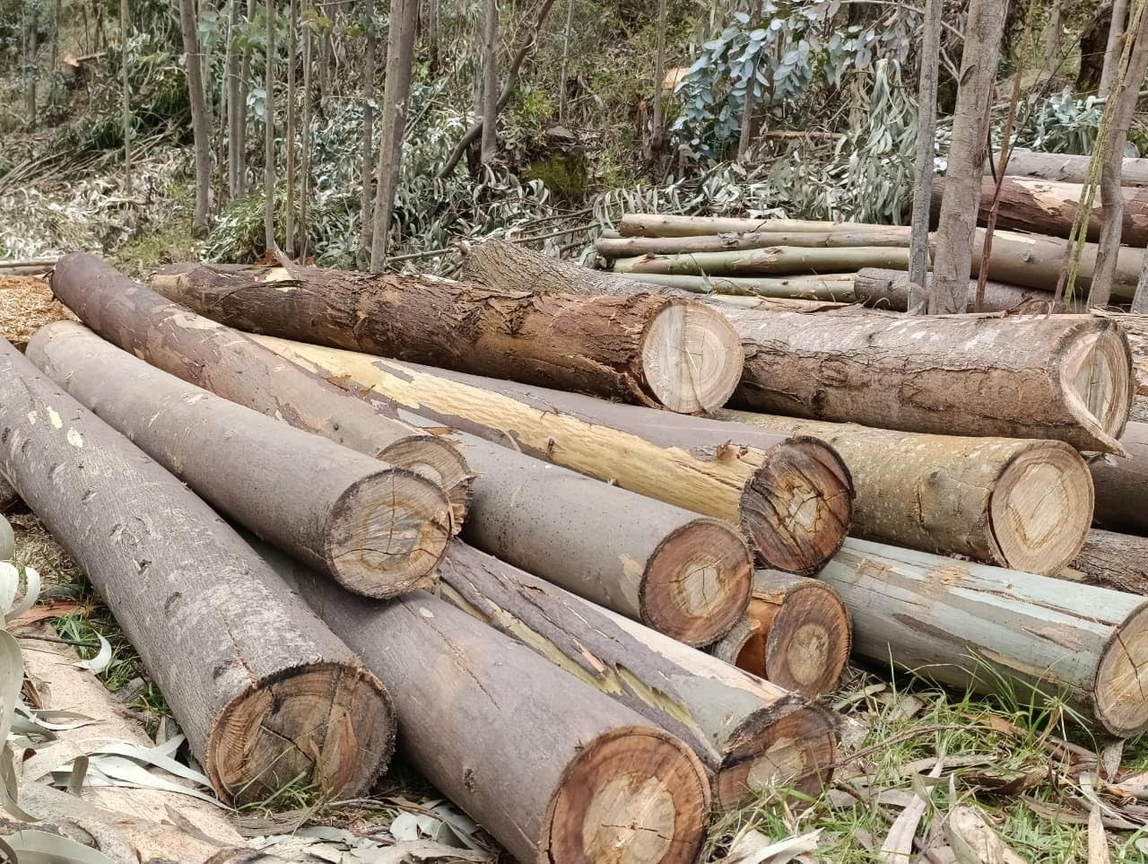 Tala ilegal de árboles