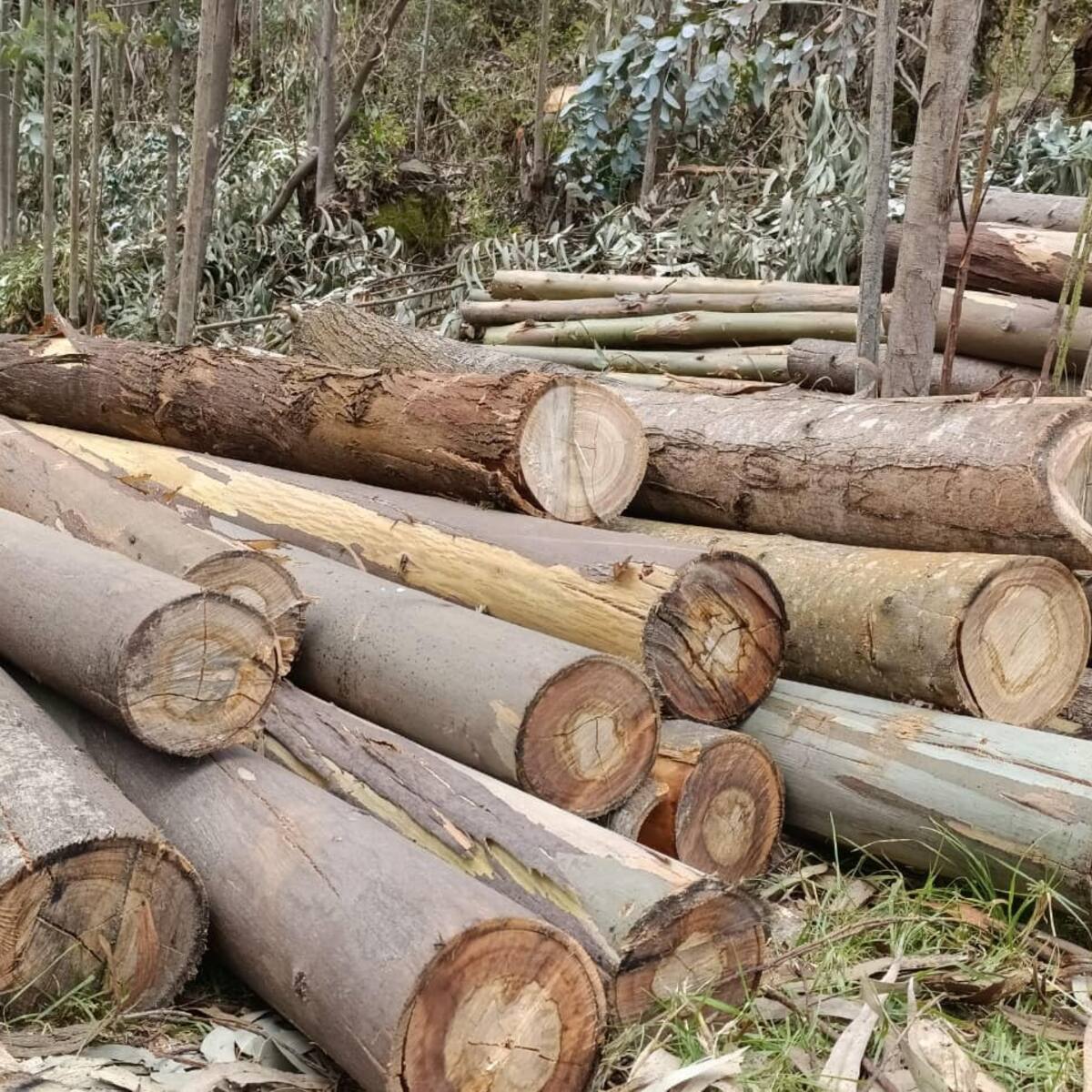 Incautan madera ilegal y capturan taladores en Cundinamarca y Boyacá