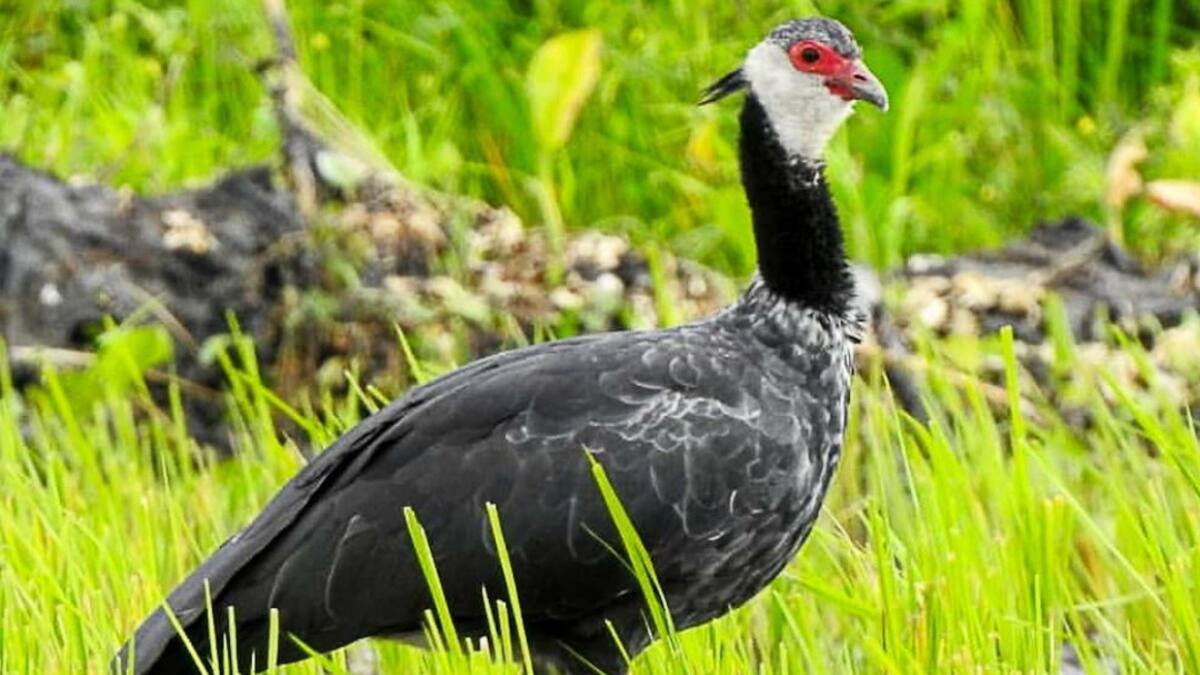 Animales silvestres disfrutan la cuarentena en el Parque Tayrona