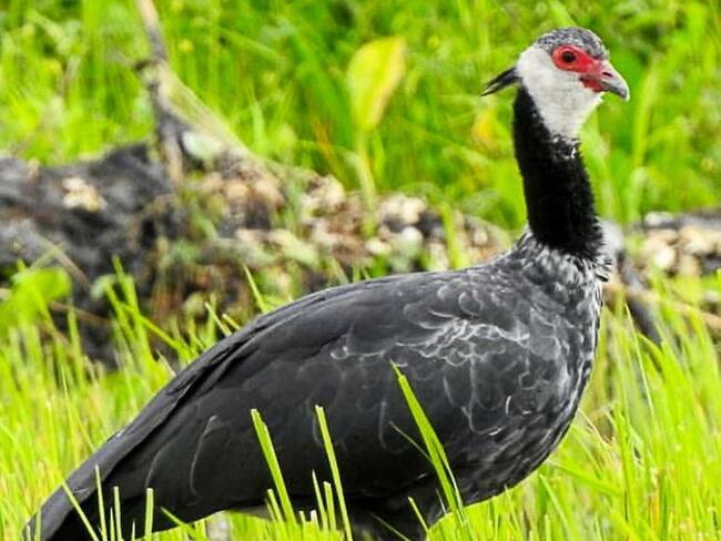 Animales silvestres disfrutan la cuarentena en el Parque Tayrona