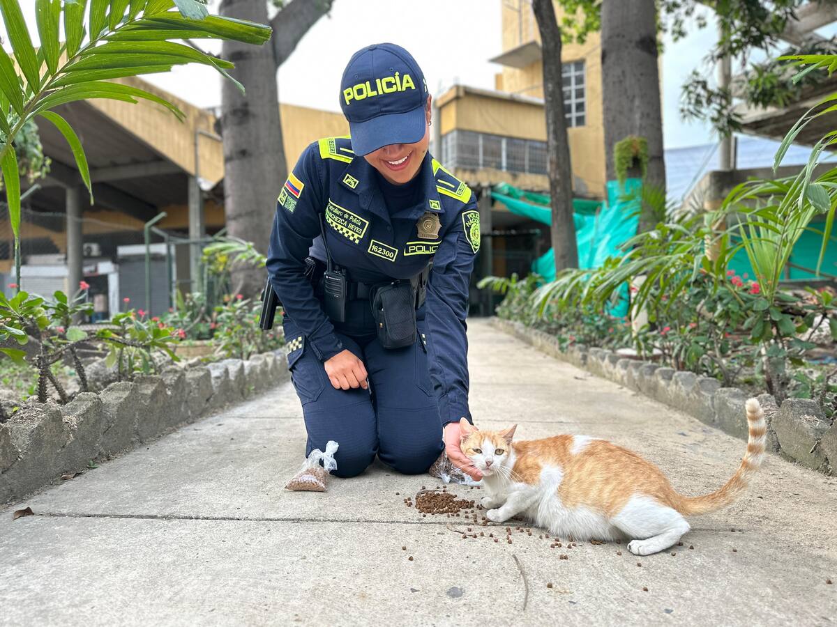 La patrullera que protege los corazones gatunos en la Terminal Transportes de Cartagena