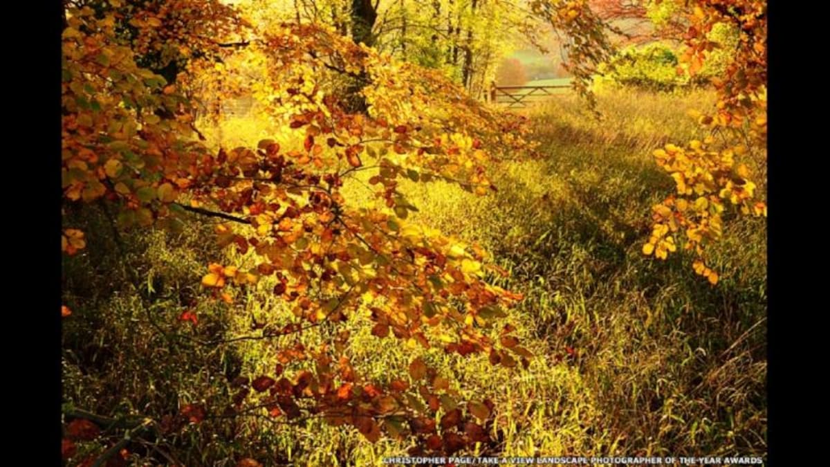 Entre las otras imágenes en exhibición estará la foto de hojas del otoño, de Christopher Page. Esta toma triunfó en la categoría "Joven fotógrafo del año".