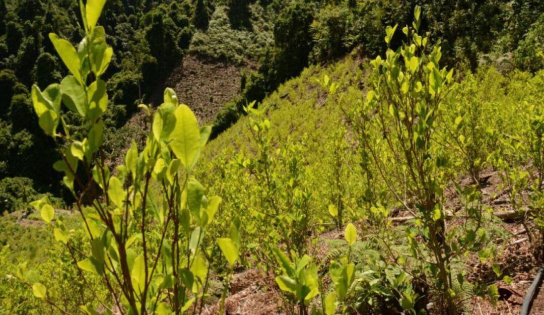 Sustitución de cultivos de coca en Nariño 