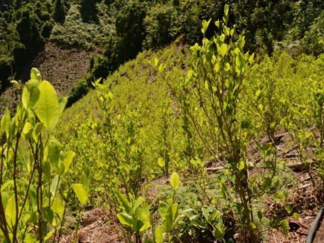 Sustitución de cultivos de coca en Nariño 