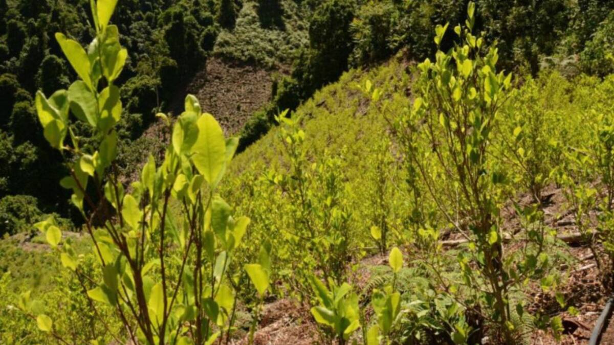 Inicia nueva fase de sustitución de coca en Nariño