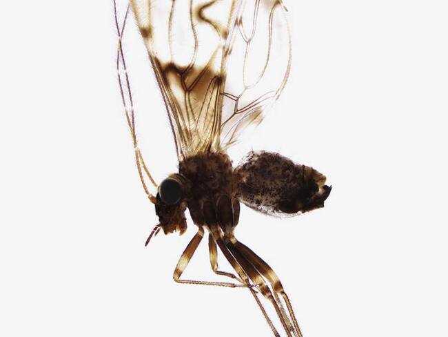 Investigadores de la Universidad del Valle descubren 42 nuevas especies de insectos