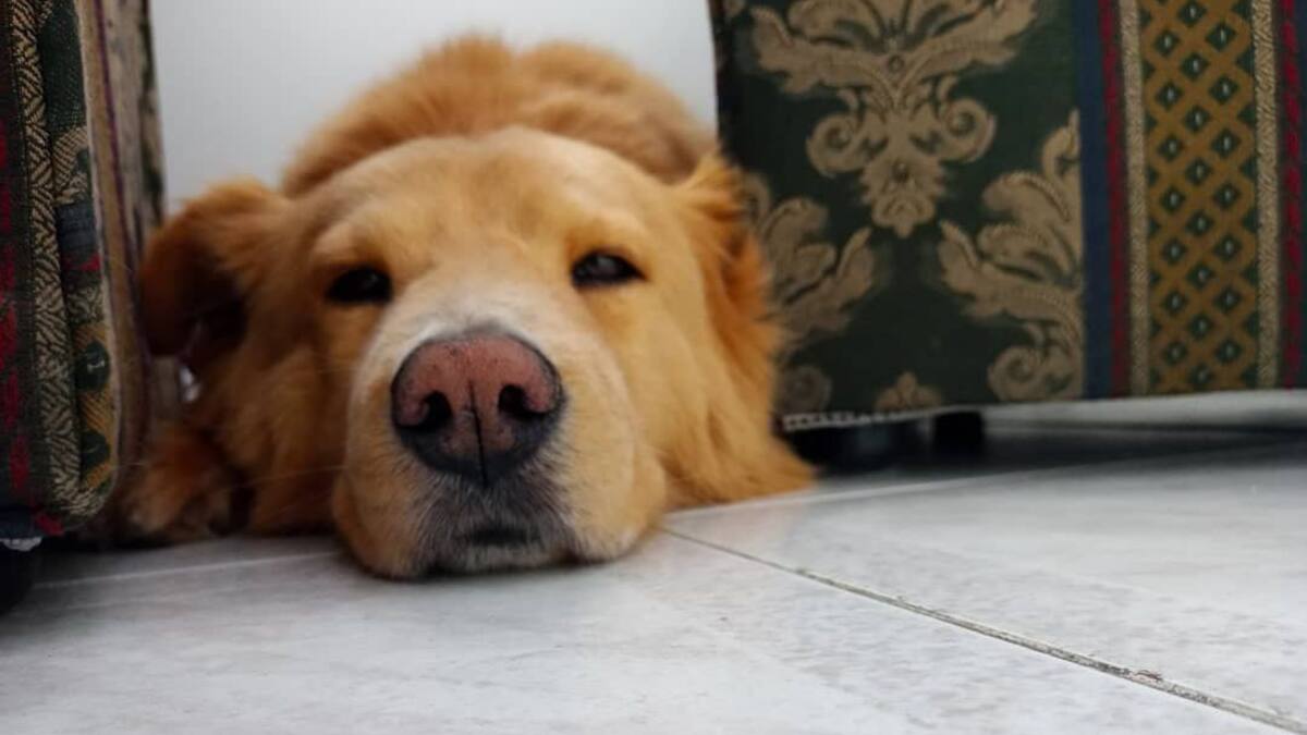 Un marcapasos para Toby, una mascota con problemas cardiacos
