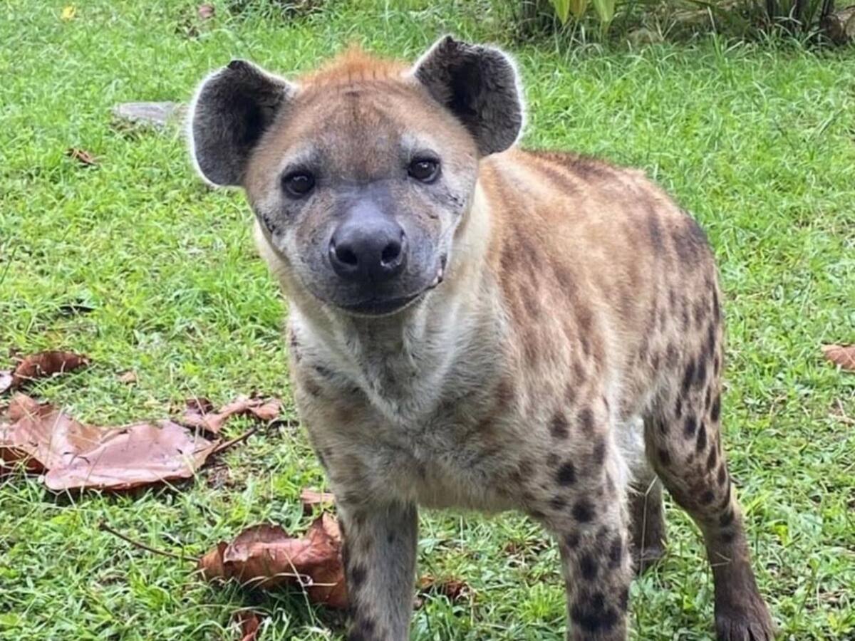 Hiena del Bioparque Ukumarí de Pereira fue sometida a una cirugía