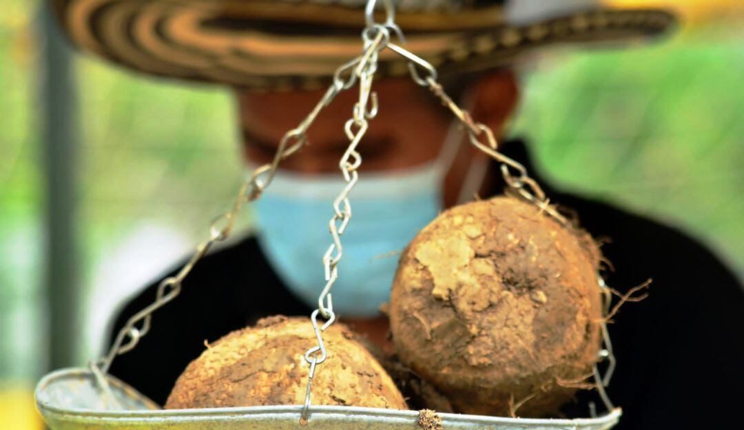 Residentes de Villa Hermosa, Pasacaballos, Ciudad Bicentenario, El Zapatero y Nuevo Paraíso, podrán comprar ñame a precio bajo