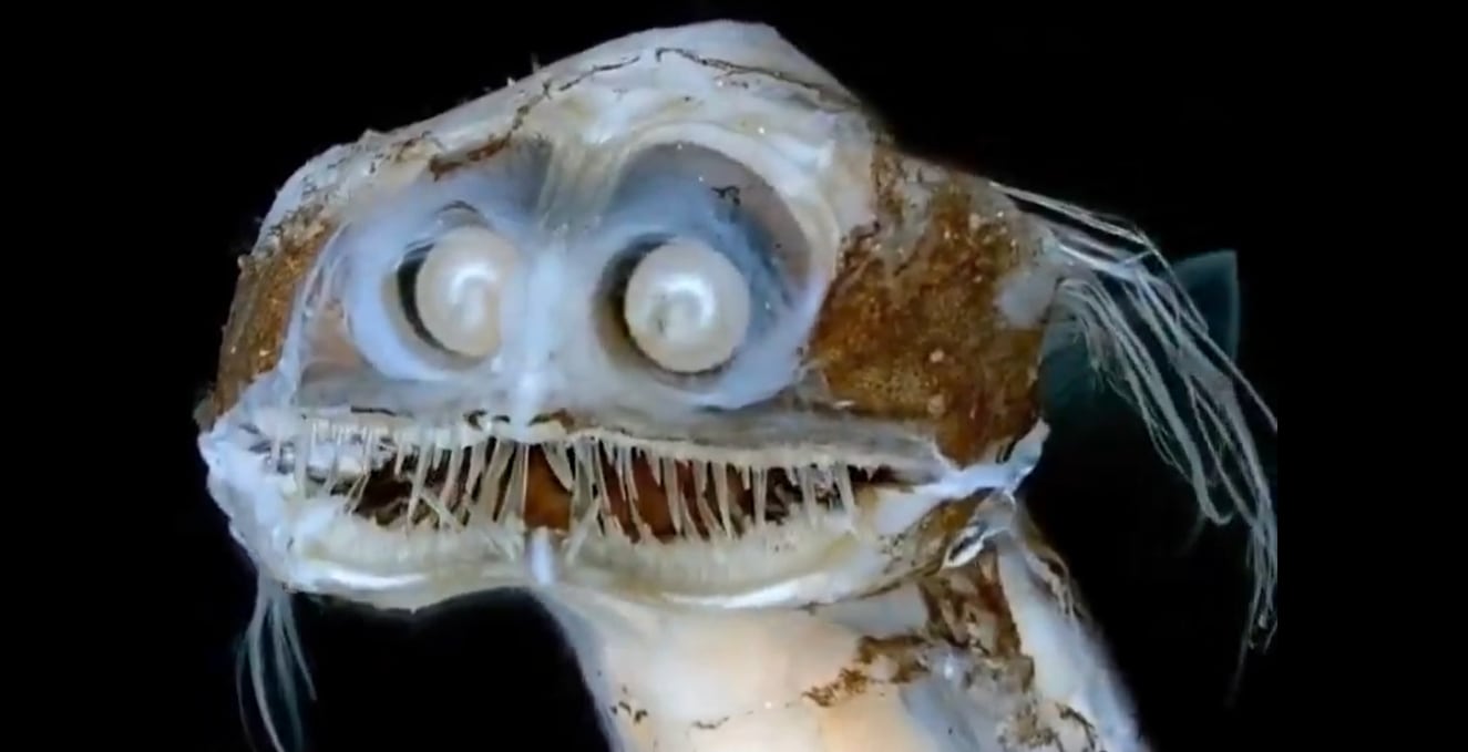 Pez telescopio: Fotografía tomada de X