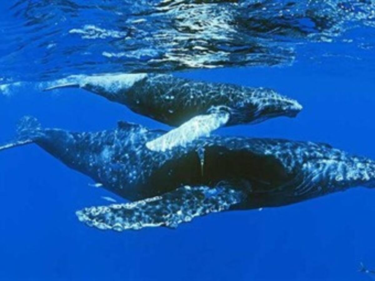 Cetáceos llegan al Pacífico colombiano