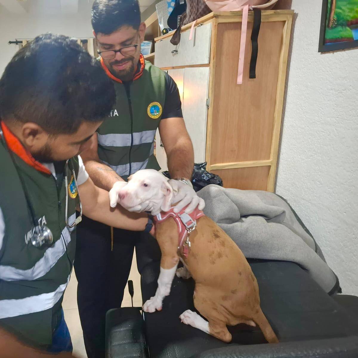 Autoridades no evidenciaron maltrato animal en conjunto residencial del Centro Histórico