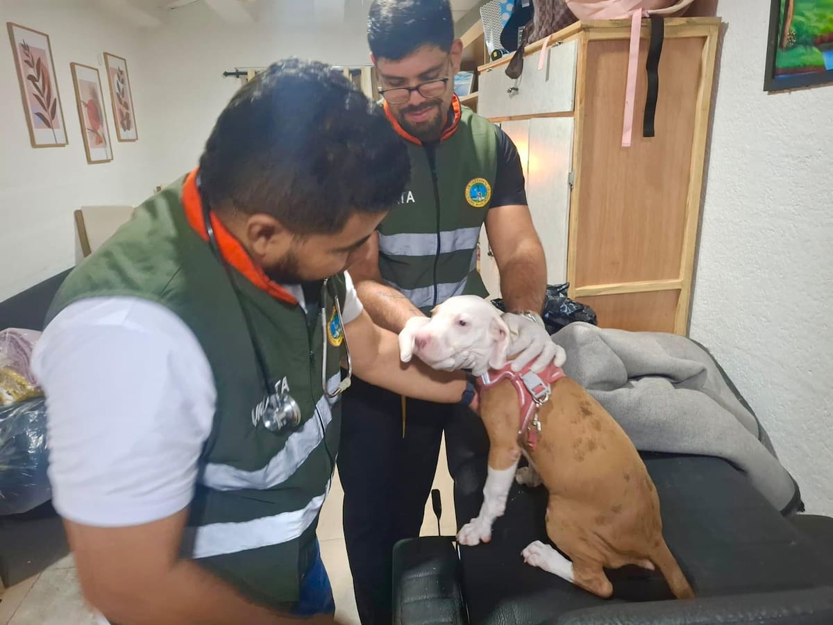 Autoridades no evidenciaron maltrato animal en conjunto residencial del Centro Histórico