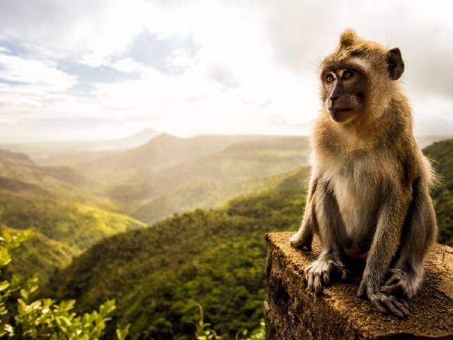 Monos dan ejemplo, al cumplir con un perfecto distanciamiento social