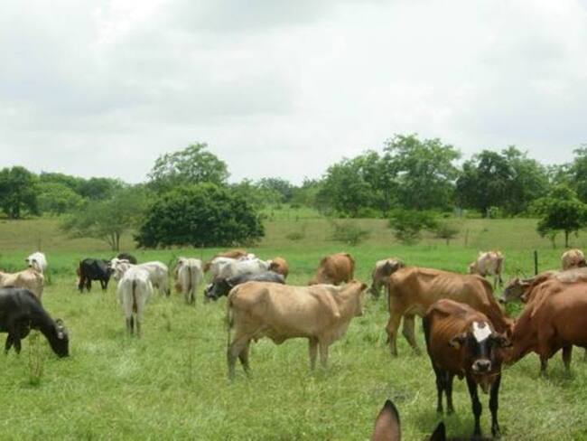 Inicia el primer ciclo de vacunación al ganado en norte de Bolívar