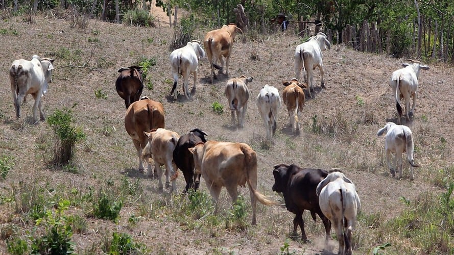 Fedegan. Foto: Colprensa