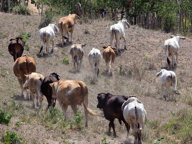 Fedegan. Foto: Colprensa
