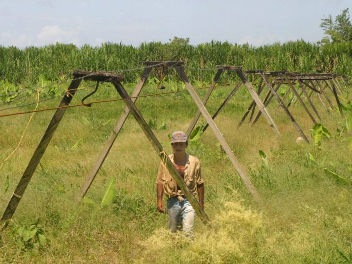 El sector de la caña alerta posible desabastecimiento de alimentos
