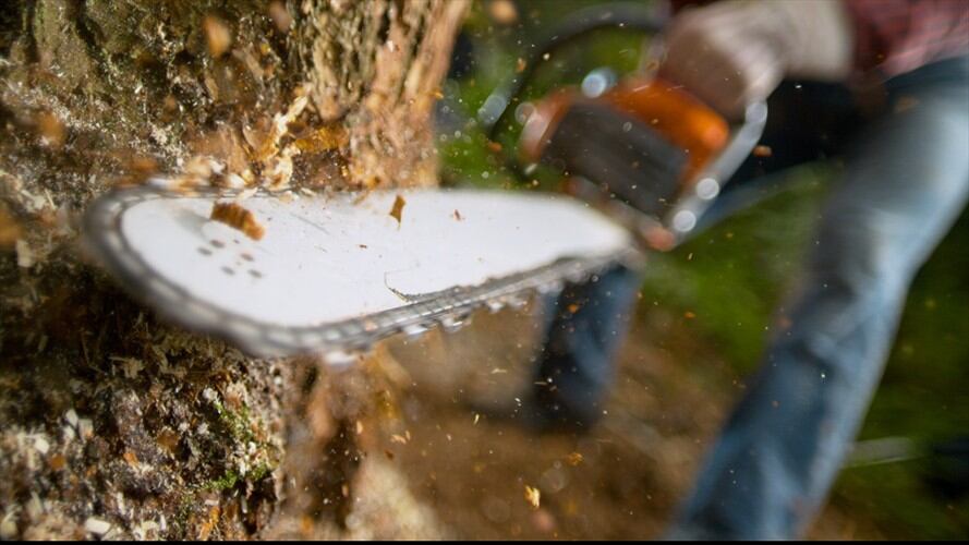 Al parecer, fueron talados siete árboles en zona protectora forestal y tres más fuera de ella. Foto: Getty Images