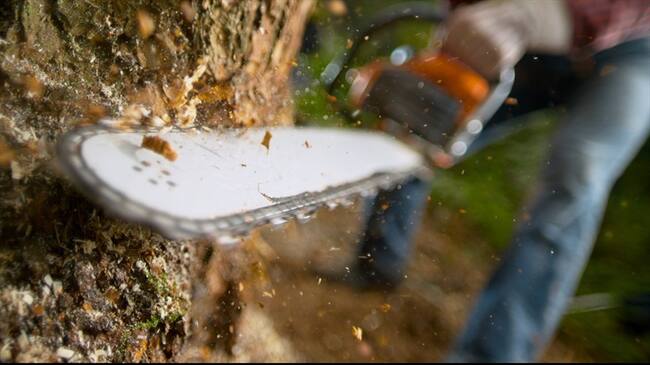 Al parecer, fueron talados siete árboles en zona protectora forestal y tres más fuera de ella. Foto: Getty Images