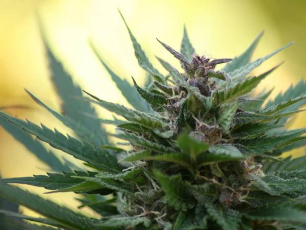 ¿Quiénes podrán tratarse con marihuana medicinal?