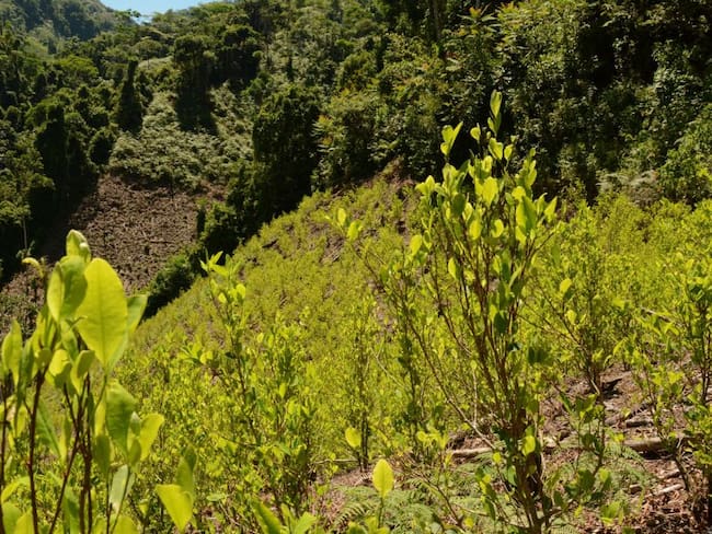 Gobierno reporta mayor erradicación de los cultivos ilícitos en el país