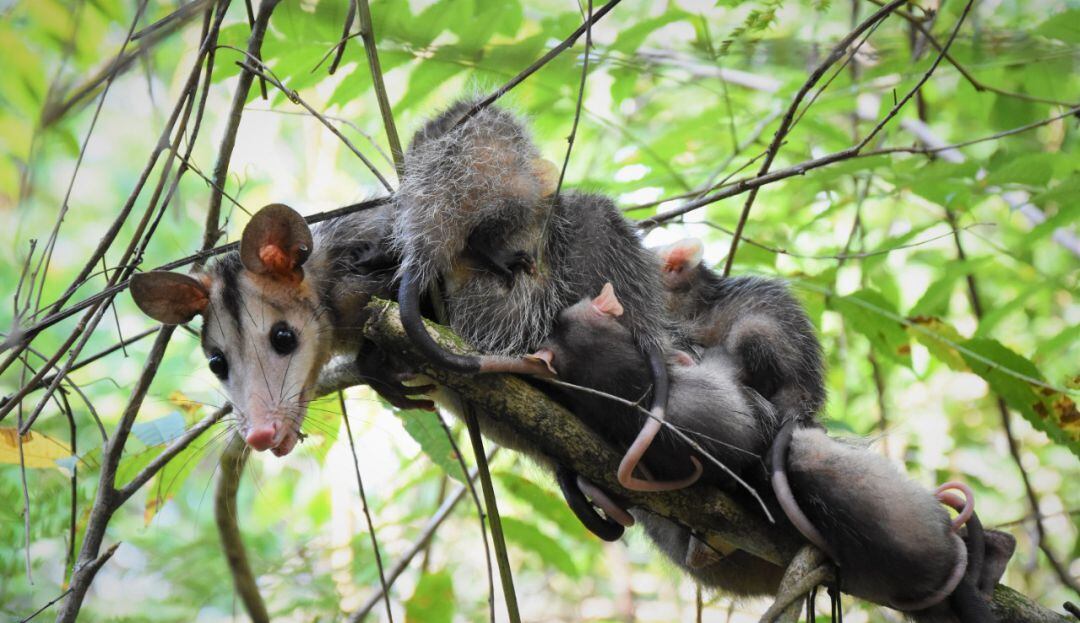 Se trata de una serpiente corredora, una zarigüeya, una babilla, dos boas, fueron liberadas en su hábitat natural 