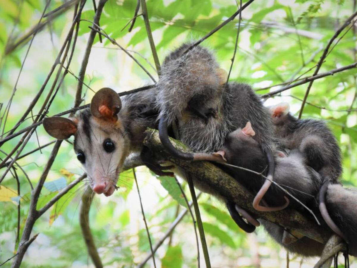En el Huila, liberan especies silvestres propias de esta región