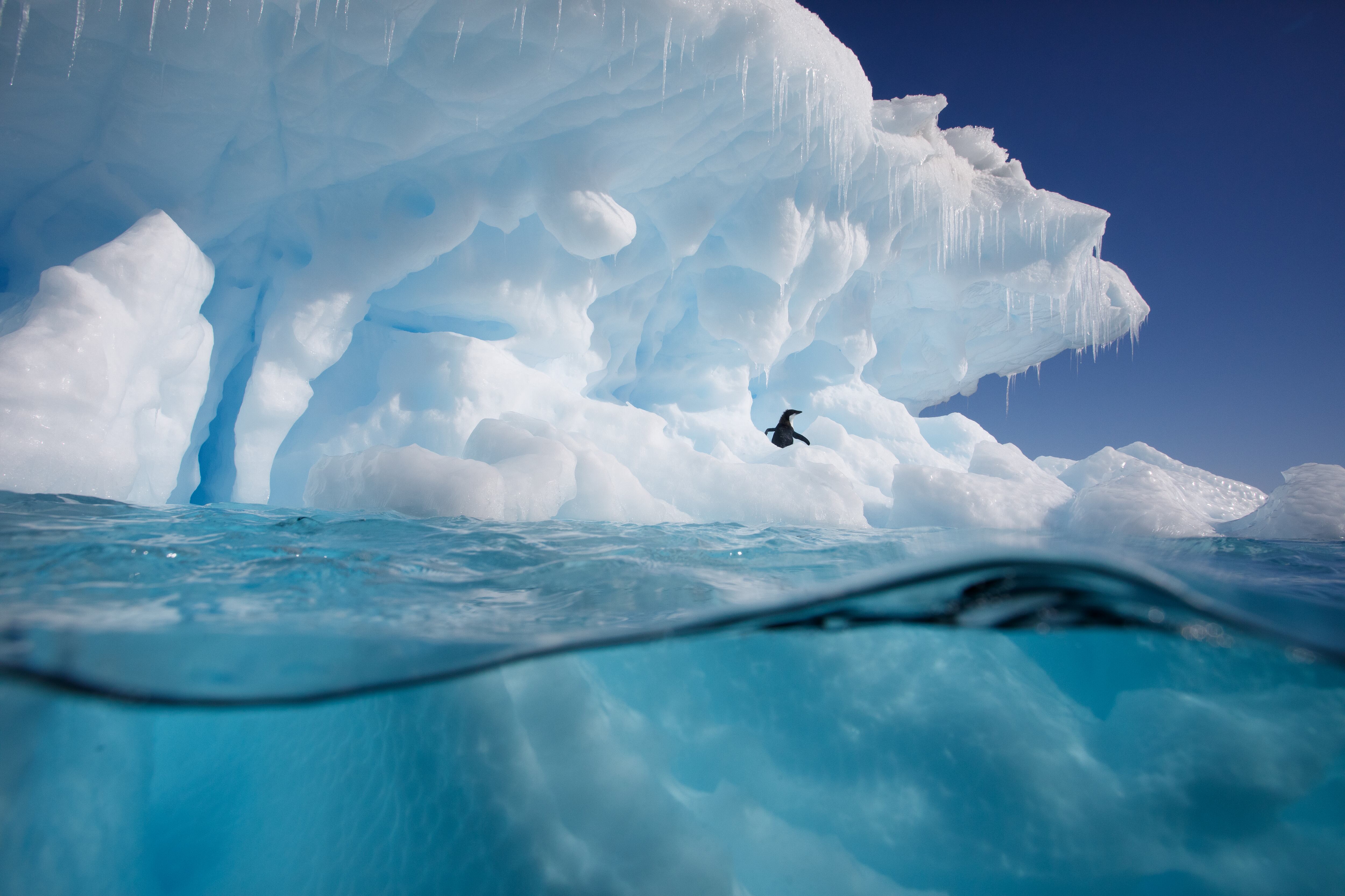 Imagen de referencia sobre nueva especie descubierta en la Antártida. / Getty Images