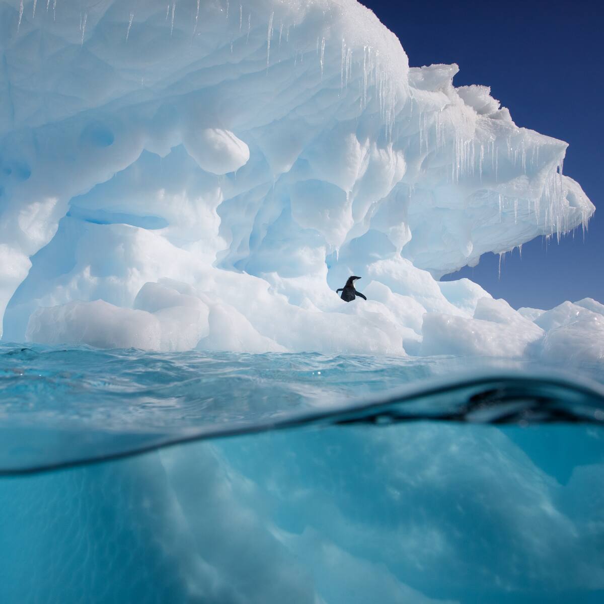 Nueva especie de pez dragón fue descubierta en la Antártida: científicos alertaron sobre su peligro