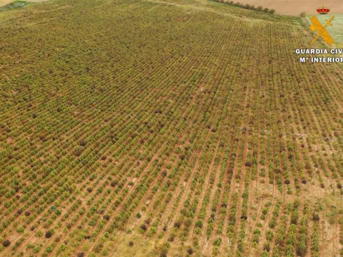 En España desmantelaron la plantación de marihuana más grande de Europa