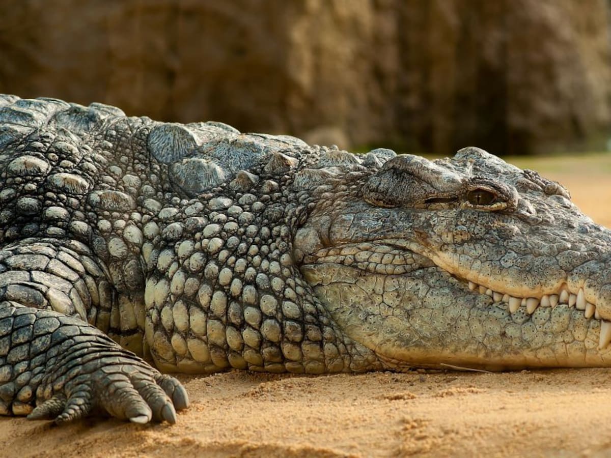 Australiano sobrevivió tres semanas en un bosque lleno de cocodrilos