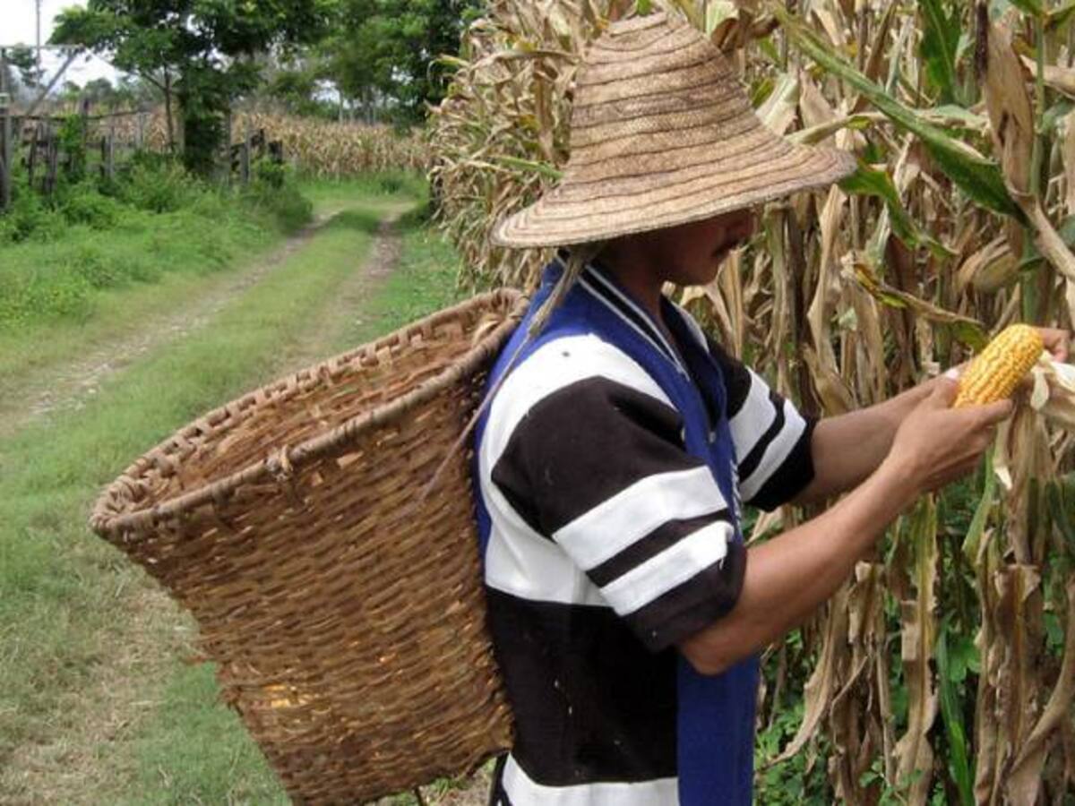 En marcha ambicioso plan agrícola para reducir importaciones