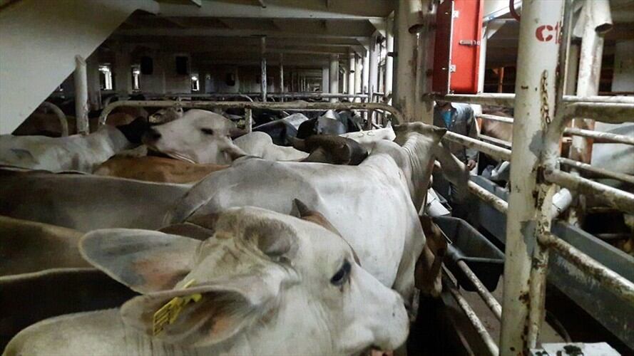 Se fortalecen las medidas de seguridad para enfrentar fiebre aftosa en el país. Foto: Colprensa