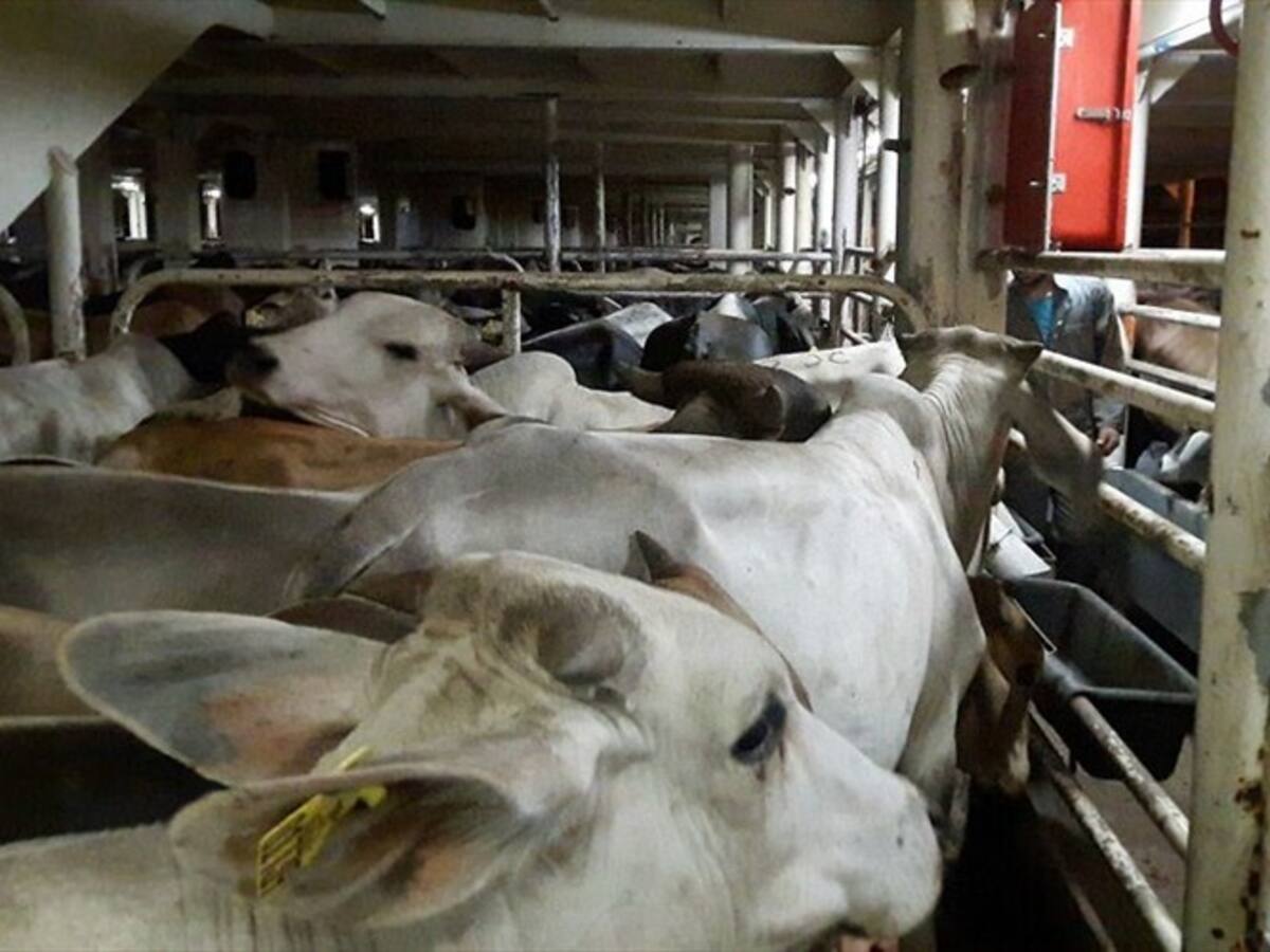Se fortalecen las medidas de seguridad para enfrentar fiebre aftosa en el país