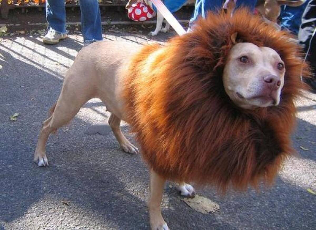 Las personas no dudan en vestir a sus mascotas el día de Halloween. Tanto ellos como los espectadores disfrutan, tanto así que participan en concursos.