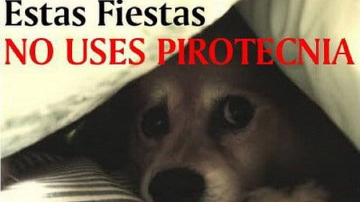 Diana Rodríguez, animalista Armenia