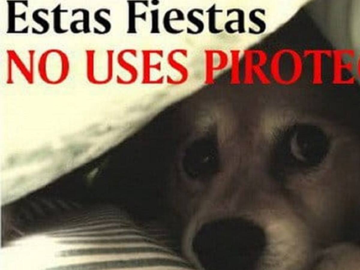 35 Reportes de perros desaparecidos en Armenia por uso de pólvora