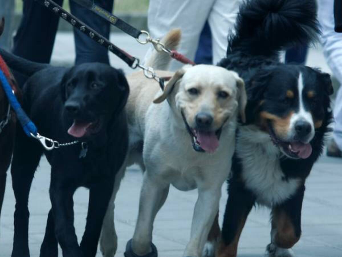 Jornada de adopción canina en Bogotá