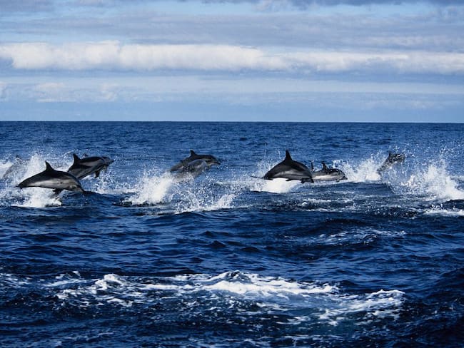 Video de delfines nadando en mar guajiro se roba el show en redes sociales