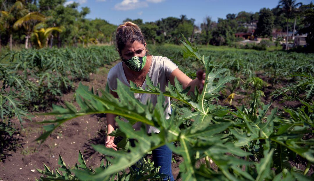 Agricultura en Cuba