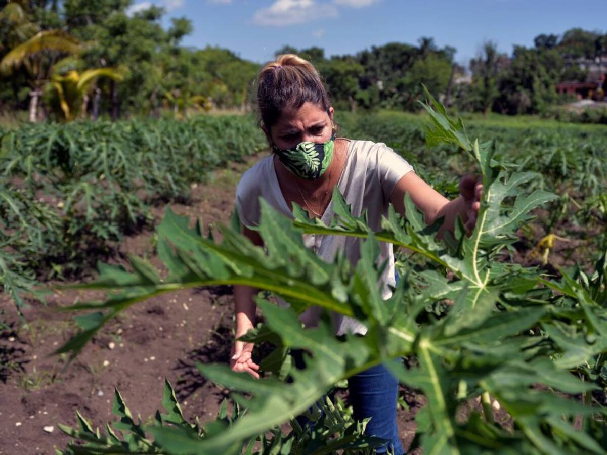 ¿Cómo está impulsando el Caribe su agricultura?