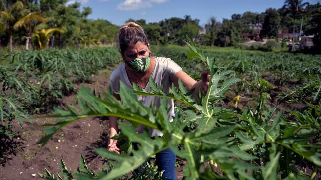Agricultura en Cuba
