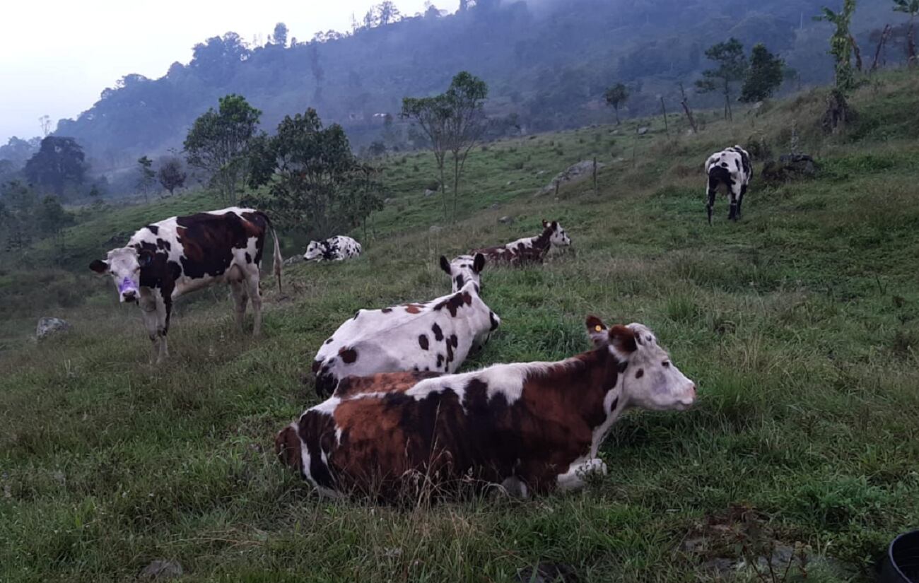 Crédito: Policía de Caldas.