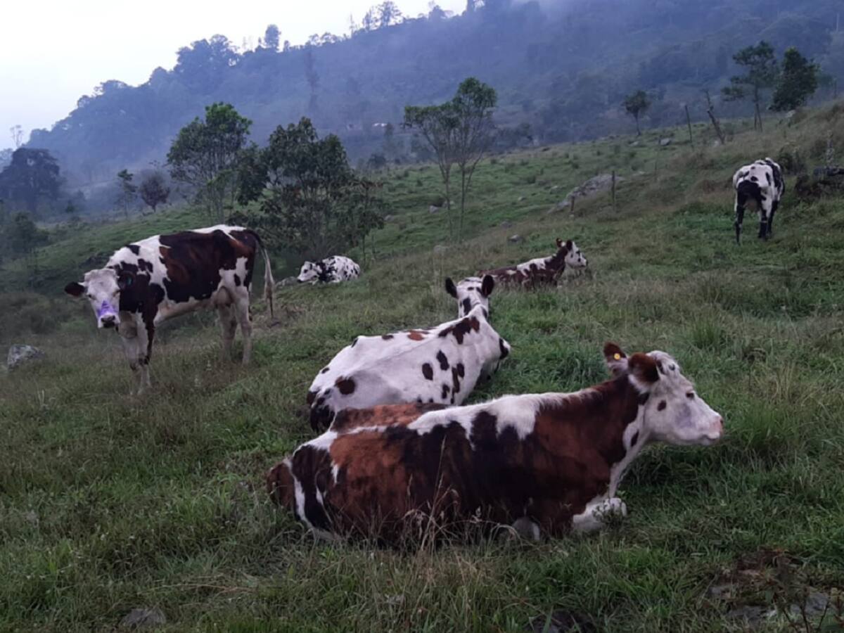 Engañaban a sus dueños para vender ganado en carnicerías de Caldas y otras regiones