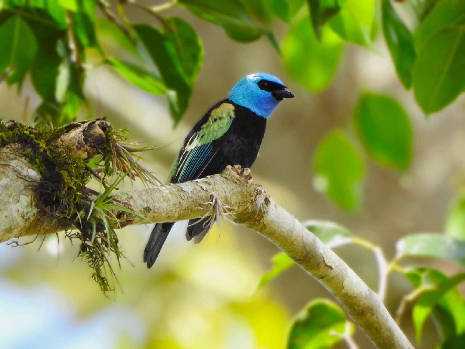 Este evento internacional, destinado al avistamiento y registro de aves, es la oportunidad perfecta para explorar y apreciar la biodiversidad de la región.