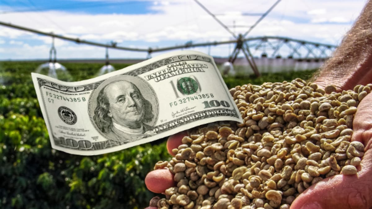 Revaluación del peso destruye rentabilidad de los cafeteros: Germán Bahamón